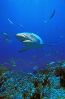 Images Dated 15th September 2006: Caribbean Reef Shark (Carcharhinus Perezi)