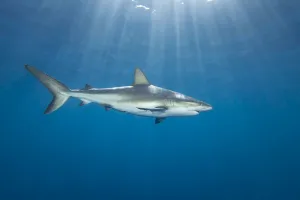 Caribbean Reef Shark, Carcharhinus perezi, Bahamas Caribbean Reef Shark, Carcharhinus perezi, Bahamas