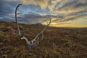A Caribou Antler Lies In Silence On The Flanks Of Crow Mountain; Old Crow, Yukon, Canada A Caribou Antler Lies In Silence On The Flanks Of Crow Mountain; Old Crow, Yukon, Canada