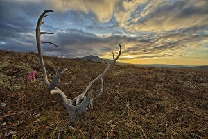 Images Dated 2nd June 2014: A Caribou Antler Lies In Silence On The Flanks Of Crow Mountain; Old Crow, Yukon, Canada