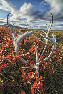Caribou Antlers In Autumn Colours On The Flanks Of Crow Mountain Near Old Crow; Yukon Caribou Antlers In Autumn Colours On The Flanks Of Crow Mountain Near Old Crow; Yukon