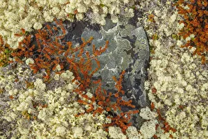 Caribou Moss And Lichen Grow Abundatly In The Tundra Along The Dempster Highway Caribou Moss And Lichen Grow Abundatly In The Tundra Along The Dempster Highway