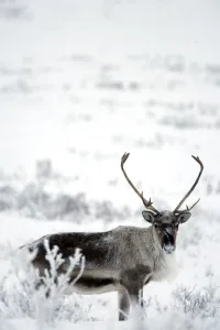 Caribou (Rangifer Tarandus) Dempster Highway, Yukon Caribou (Rangifer Tarandus) Dempster Highway, Yukon