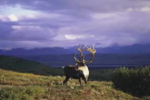Images Dated 14th November 1996: Caribou Standing In Tundra Denali Natl Park Interior Ak Fall Portrait