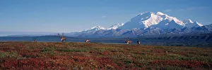 Caribou On Tundra With Mckinley Denali National Park Interior Alaska Summer Caribou On Tundra With Mckinley Denali National Park Interior Alaska Summer