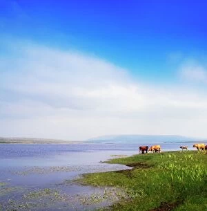 Blue Skies Gallery: Carrowmore Lake, Co Mayo, Ireland; Cattle At The Edge Of A Lake