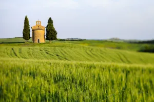Chapel of Vitaleta with Cypress Trees in green field, Val dŽOrcia, Siena Province, Tuscany, Italy Chapel of Vitaleta with Cypress Trees in green field, Val dŽOrcia, Siena Province, Tuscany, Italy
