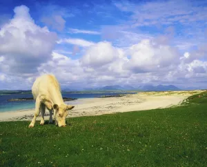 Charolais Cow, Mannin Bay, Co Galway, Ireland; Cow Grazing Charolais Cow, Mannin Bay, Co Galway, Ireland; Cow Grazing