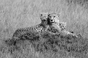 Cheetahs (Acinonyx jubatus), Mother animal with young cubs resting on a mound in the grassy savanna at the Grumeti Game