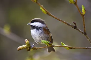 Chestnut Backed Chickadee Perched On Branch On Fox Island Near Seward. Kenai Fjords. Spring Kenai Peninisula Alaska Chestnut Backed Chickadee Perched On Branch On Fox Island Near Seward. Kenai Fjords. Spring Kenai Peninisula Alaska
