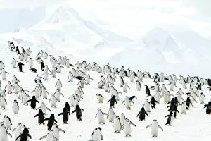 Baily Head Gallery: Chinpstrap penguins on a snowy hillside