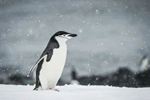 Chinstrap Penguin (Pygoscelis Antarctica) In A Snowfall; Half Moon Island Chinstrap Penguin (Pygoscelis Antarctica) In A Snowfall; Half Moon Island