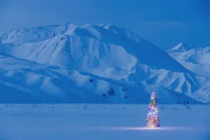 A Christmas Tree Lit Up At Twilight With The Alaska Range Behind It Winter Isabel Pass Along The Richardson Highway A Christmas Tree Lit Up At Twilight With The Alaska Range Behind It Winter Isabel Pass Along The Richardson Highway