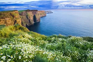 Cliffs Of Moher, Co Clare, Ireland; Summer Daisies Growing In Abundance On The Cliff Top