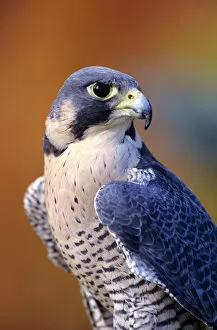 Images Dated 14th September 1998: Close up of adult male Peregrine Falcon