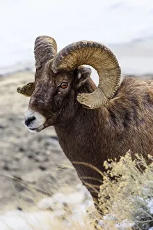 Close Up Of Bighorn Ram (Ovis Canadensis) With Broomed (Splintered) Horn Tips Resulting Close Up Of Bighorn Ram (Ovis Canadensis) With Broomed (Splintered) Horn Tips Resulting