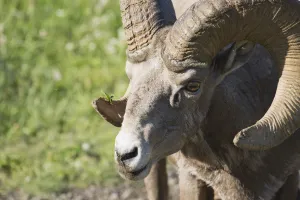Close Up Of A Bighorn Sheep (Ovis Canadensis); Kananaskis, Alberta, Canada Close Up Of A Bighorn Sheep (Ovis Canadensis); Kananaskis, Alberta, Canada