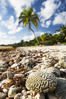 Close Up Of A Brain Coral On A Coral Beach With Coconut Tree In Background With Blue Sky And Clouds; Akumal Close Up Of A Brain Coral On A Coral Beach With Coconut Tree In Background With Blue Sky And Clouds; Akumal