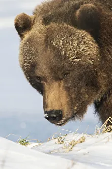 Close Up Of A Brown Bear (Ursus Arctos) In The Snow, Captive At The Alaska Wildlife Conservation Center; Portage Close Up Of A Brown Bear (Ursus Arctos) In The Snow, Captive At The Alaska Wildlife Conservation Center; Portage