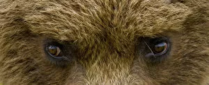 Close Up Of Brown Bears Eyes In Hallo Bay, Katmai National Park, Southwest Alaska, Summer