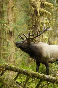 Close Up Of An Bull Roosevelt Elk Bugling In The Hoh Rainforest, Olympic Peninsula Close Up Of An Bull Roosevelt Elk Bugling In The Hoh Rainforest, Olympic Peninsula