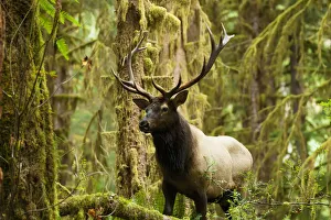 Close Up Of An Bull Roosevelt Elk In The Hoh Rainforest, Olympic Peninsula, Washington Close Up Of An Bull Roosevelt Elk In The Hoh Rainforest, Olympic Peninsula, Washington