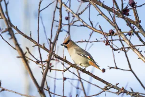 Close Up Of A Cedar Waxwing (Bombycilla Cedrorum) Bird On A Bare Branch Of A Crab Close Up Of A Cedar Waxwing (Bombycilla Cedrorum) Bird On A Bare Branch Of A Crab
