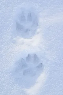 Images Dated 17th January 2005: Close Up Of Dog Paw Tracks On Snow Winter Alaska Sc