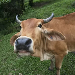 Honduran Gallery: Close Up Of The Face Of A Cow; Zacapa, Guatemala