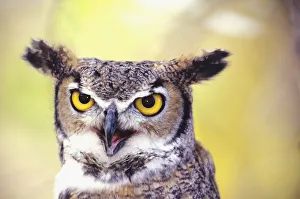 Close up of face of Great Horned Owl (Bubo Virginianus) Close up of face of Great Horned Owl (Bubo Virginianus)