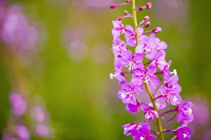 Close Up Of Fireweed Blooming Near Anchor Point In Southcentral Alaska Close Up Of Fireweed Blooming Near Anchor Point In Southcentral Alaska