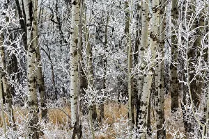 Close up of frosted aspen tree branches in a forest; Calgary, Alberta, Canada Close up of frosted aspen tree branches in a forest; Calgary, Alberta, Canada
