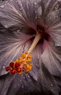 Close Up Of A Hibiscus Flower With Water Droplets; Hawaii, United States Of America Close Up Of A Hibiscus Flower With Water Droplets; Hawaii, United States Of America