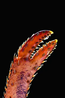 Close Up Of A Lobster Claw Against A Black Background; Calgary, Alberta, Canada Close Up Of A Lobster Claw Against A Black Background; Calgary, Alberta, Canada