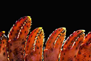 Close Up Of Lobster Claws Against A Black Background; Calgary, Alberta, Canada Close Up Of Lobster Claws Against A Black Background; Calgary, Alberta, Canada