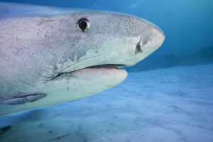 A close look the the head of a Tiger shark (Galeocerdo cuvier) underwater in the Bahamas, Atlantic Ocean; Bahamas