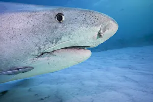 A close look the the head of a Tiger shark (Galeocerdo cuvier) underwater in the Bahamas, Atlantic Ocean; Bahamas A close look the the head of a Tiger shark (Galeocerdo cuvier) underwater in the Bahamas, Atlantic Ocean; Bahamas