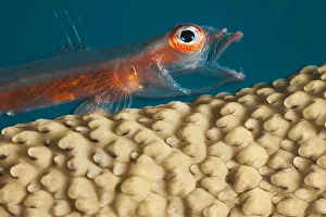 A Close Look At A Whip Coral Goby (Bryaninops Amplus) As It Is Opening It' A Close Look At A Whip Coral Goby (Bryaninops Amplus) As It Is Opening It'