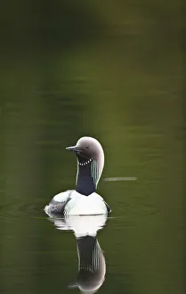 Close Up Of A Pacific Loon Swimming In A Pond In Chugach State Park Near Anchorage Close Up Of A Pacific Loon Swimming In A Pond In Chugach State Park Near Anchorage