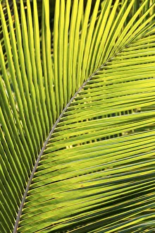 Close Up Of A Palm Tree Branch Glowing From The Sunlight; Akumal, Quintana Roo, Mexico Close Up Of A Palm Tree Branch Glowing From The Sunlight; Akumal, Quintana Roo, Mexico