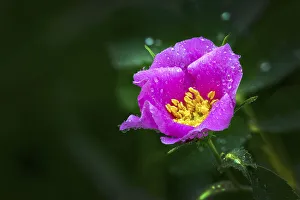 Close up of pink wild rose with water droplets; Calgary, Alberta, Canada Close up of pink wild rose with water droplets; Calgary, Alberta, Canada