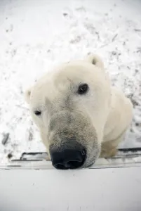 Close Up Of A Polar Bear's Face Looking Up, Sniffing And Curious About Photographer In Tundra Buggy At Churchill Close Up Of A Polar Bear's Face Looking Up, Sniffing And Curious About Photographer In Tundra Buggy At Churchill