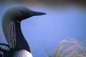 Close Up Portrait Of An Arctic Loon (Pacific Loon), Richardson Mountains, Yukon Close Up Portrait Of An Arctic Loon (Pacific Loon), Richardson Mountains, Yukon