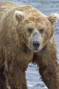 Close Up Portrait Of A Brown Bear (Ursus Arctos) Standing In Brooks River, Katmai National Park And Preserve Close Up Portrait Of A Brown Bear (Ursus Arctos) Standing In Brooks River, Katmai National Park And Preserve