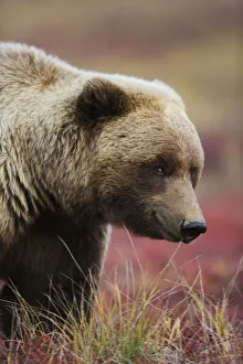Close Up Portrait Of A Smiling Grizzly Bear In Denali National Park, Interior Alaska, Fall Close Up Portrait Of A Smiling Grizzly Bear In Denali National Park, Interior Alaska, Fall