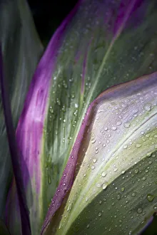 Close Up Of The Purple And Green Leaves Of A Tropical Plant Covered In Water Droplets; Hawaii, United States Of America Close Up Of The Purple And Green Leaves Of A Tropical Plant Covered In Water Droplets; Hawaii, United States Of America