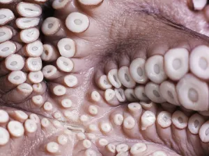 Close Up Of Tentacles Underneath An Octopus; Montreal, Quebec, Canada Close Up Of Tentacles Underneath An Octopus; Montreal, Quebec, Canada