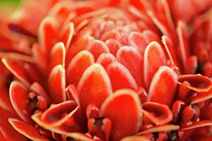 High Res Gallery: Close up of a torch ginger flower, Etlingera elatior