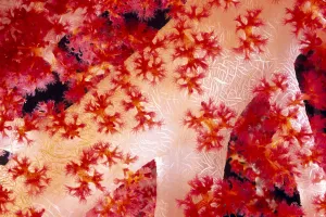 Close-Up Of Alcyonarian Coral With Supporting Bundles Of Sclerites, Pink Red And White, (Dendronephthya Sp) Close-Up Of Alcyonarian Coral With Supporting Bundles Of Sclerites, Pink Red And White, (Dendronephthya Sp)
