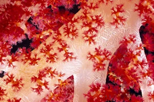 Images Dated 25th November 1998: Close-Up Of Alcyonarian Coral With Supporting Bundles Of Sclerites, Pink Red And White